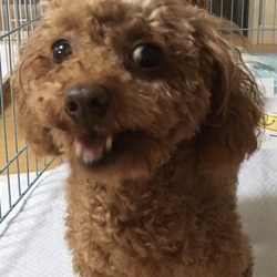 3月3日に愛知県豊橋市でイベントに参加！ サムネイル2