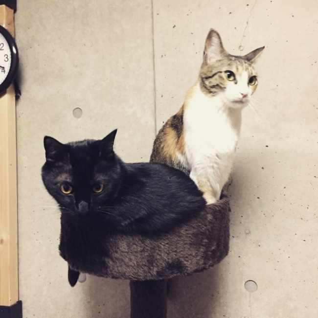 siracciのカバー写真