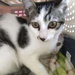 3月3日に愛知県豊橋市でイベントに参加！ サムネイル3