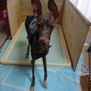 イタグレ里親募集