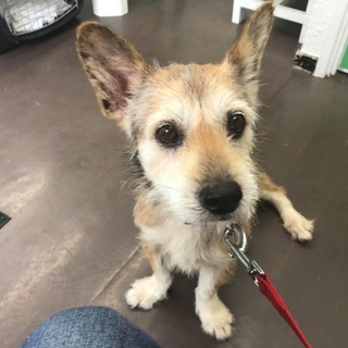 人が大好き❤可愛いテリアMIX❤️