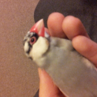 文鳥♀の里親を募集しています。