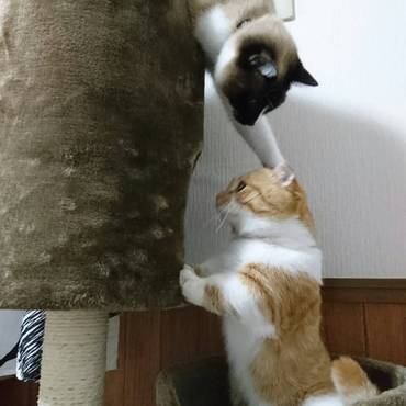 姫からの猫パンチ！近づきたくても短足で登れない