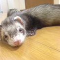 フェレット♂3歳 至急里親様探しています