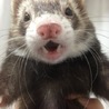 フェレット♂3歳 至急里親様探しています サムネイル2