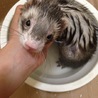 フェレット♂3歳 至急里親様探しています サムネイル3