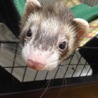 フェレット♂3歳 至急里親様探しています サムネイル4