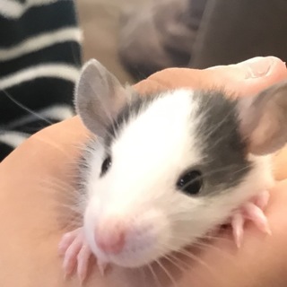 ファンシーラットの赤ちゃんの里親募集