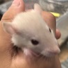 ファンシーラットの赤ちゃんの里親募集 サムネイル2