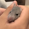 ファンシーラットの赤ちゃんの里親募集 サムネイル3