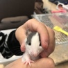 ファンシーラットの赤ちゃんの里親募集 サムネイル4