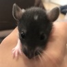 ファンシーラットの赤ちゃんの里親募集 サムネイル5