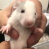 ファンシーラットの赤ちゃんの里親募集 サムネイル6