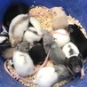 ファンシーラットの赤ちゃんの里親募集 サムネイル7