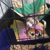 フェレット♂3歳 至急里親様探しています サムネイル5