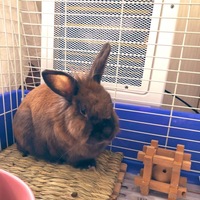 レオン