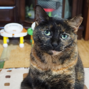 てらしまの写真