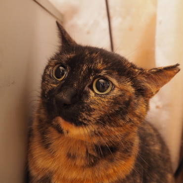 てらしまの写真