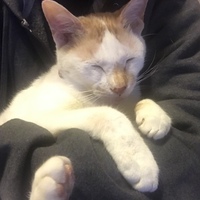 キキ