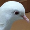 銀バト さん