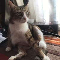 ちょこ