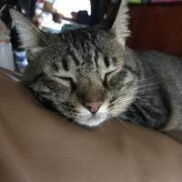 ごま