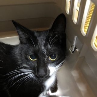 個性ある柄をした白黒猫、中山君です♂