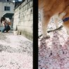 実家で飼っていた愛犬しゅんくんと夫です。お花見。