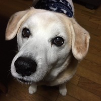 しゅんくん