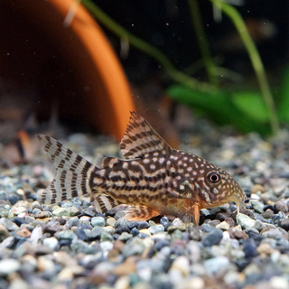 可愛いステルバイとミニブッシープレコのJr.