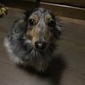 甘えん坊の女の子Mダックスです