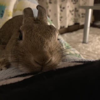 ナギちゃんの飼い主さんになってください