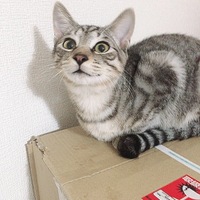 シュガー