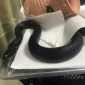 メキシカンブラックキングスネーク♂里親募集