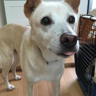 【宮古島出身】困ったちゃん顔の温厚な老犬