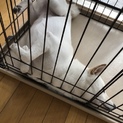 素敵な新しい家族が見つかりました＾＾