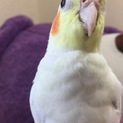 人懐っこいオカメインコです