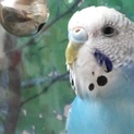 セキセイインコちゃん3歳