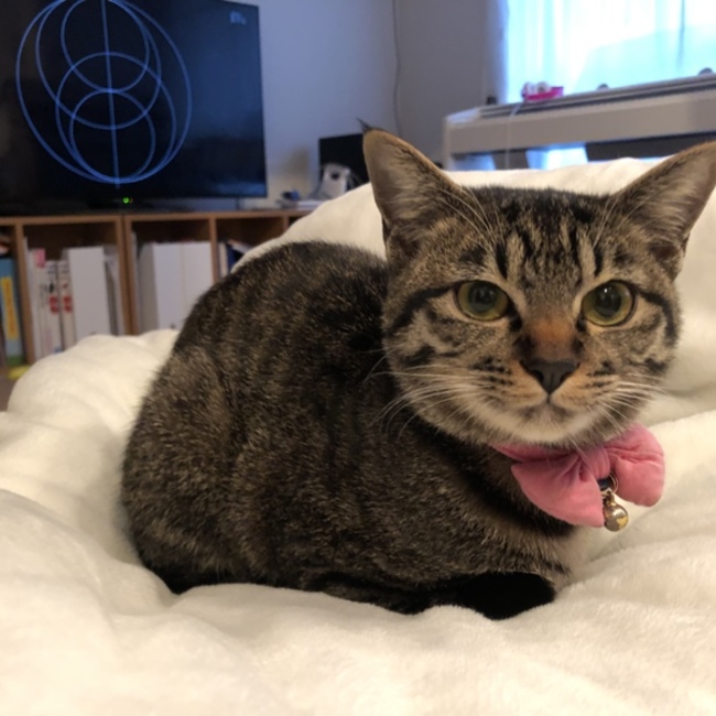 ねこぴっとのカバー写真
