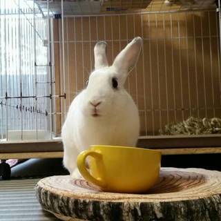 保護うさぎ：甘えんぼ穂香（ほのか）ちゃん