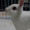 保護うさぎ：甘えんぼ穂香（ほのか）ちゃん サムネイル2