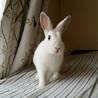 保護うさぎ：甘えんぼ穂香（ほのか）ちゃん サムネイル7