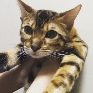 カッコいいベンガル