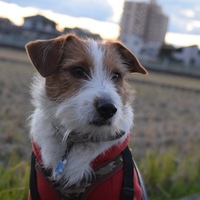 珀