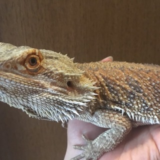 素敵な里親様ありがとうございました。