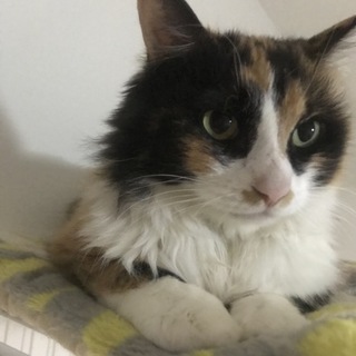 【里親さま決定】長毛三毛猫♡推定2才
