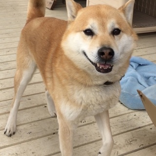 元気なシニア　りく