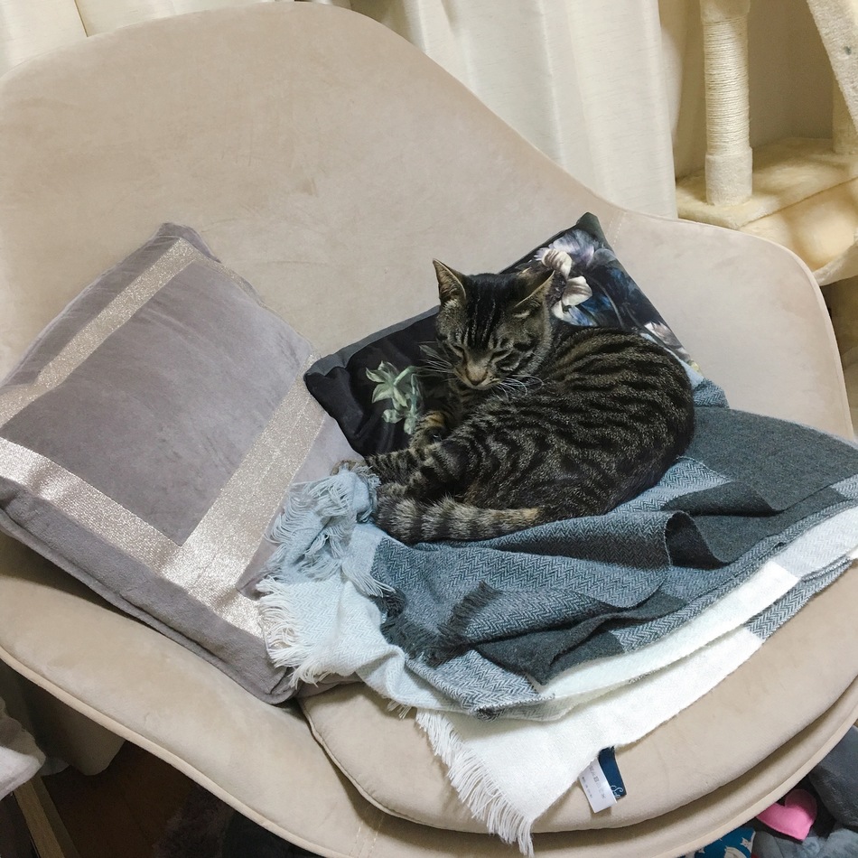 とらってぃおのカバー写真