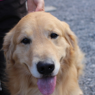 ゴールデン　5才男の子　～繁殖犬引退～
