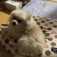ぴよ